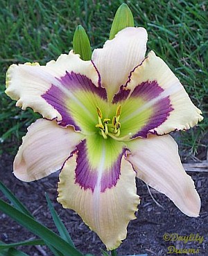 Seven Angels daylily